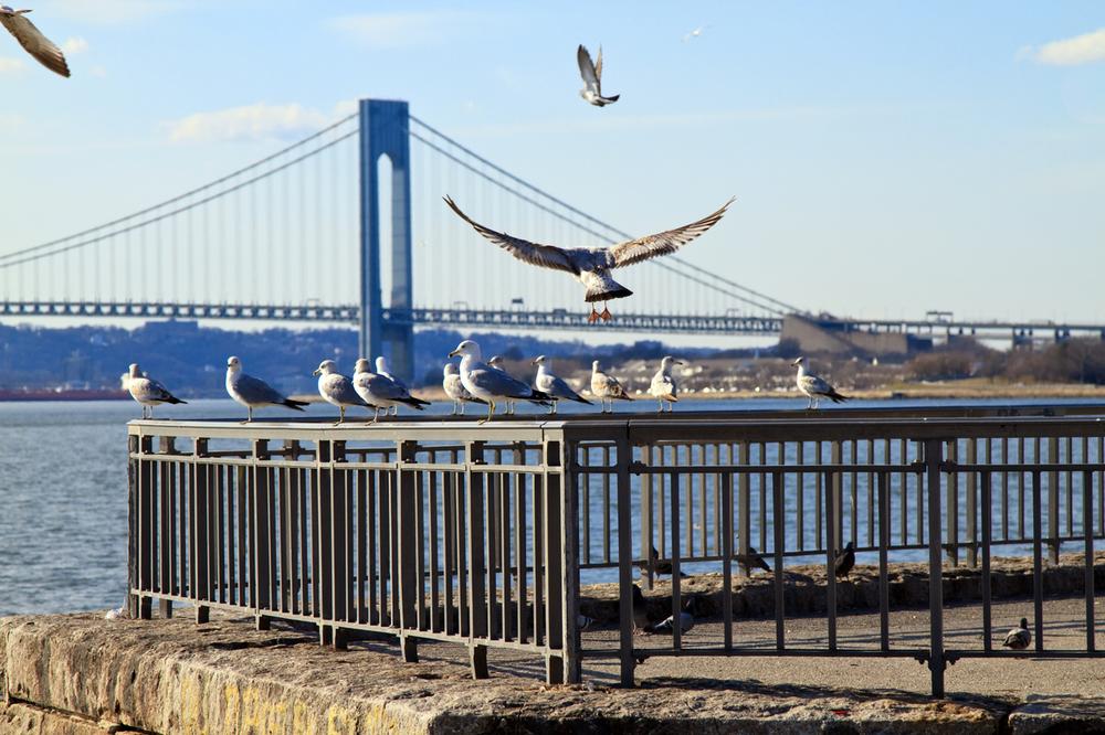 Security Guards in Stapleton - Staten Island, New York